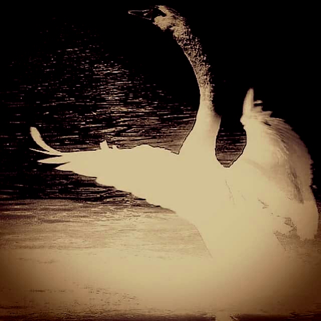 FB_IMG_1466595208723